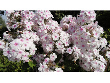 ���� �������