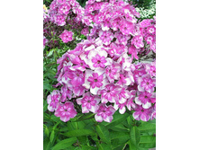 ����� ��������-195�.jpg