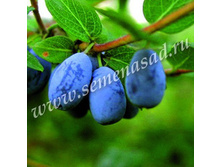 ��������� ��������� �����.jpg