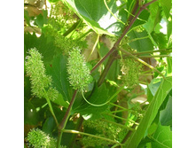 �������� ���� ������ (V3�.) (���� �����. , ������ ������).jpg