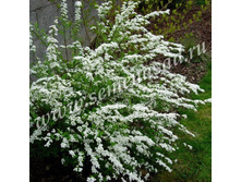 ������ ������.jpg