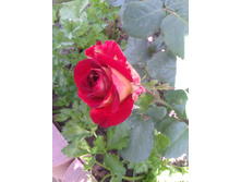 2015-08-09 10.20.29.jpg