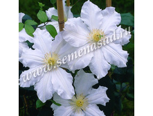 �������� ��������������� ����.jpg