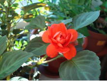 ��������� ������� �������� (�������� ��������)