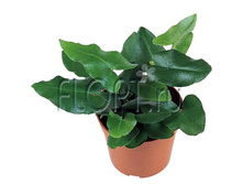 ���������� ��������������� 8�20. 109,2 ���.jpg