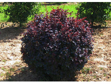 �������� ��������� �������  (V.3�.�30-40) (���� �������)