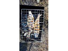 ����� �� �����