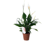 ����������� ���� ������� 14�60. 248,33 ���.jpg