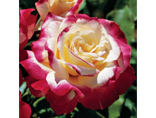 ���� �����-��������� ���� ������ (V3,5�) (�������� ����� � ������� ������).jpg