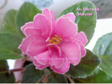 ��, �������� (������)