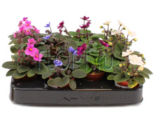 ������ ���� 6�12. 78,75 ���.jpg