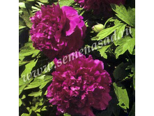 ��������� ����.jpg