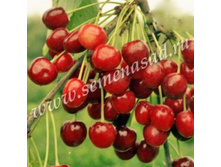 ������� �������� (V5-10�).jpg