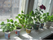 ����������� ����������, ������� �����������, 100 ������.