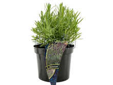 ������� ����������� ������� 13�20. 246,32 ���.jpg