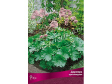 ������� ����������.jpg