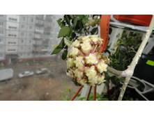 ����� ������ ..)