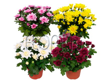 ���������� ���� ���� 12�26. 164,85 ���.jpg