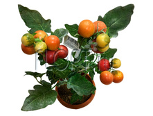 ���.����. ����� �������� ����� � ����� �33852. 35 ��. 490,11 ���.jpg