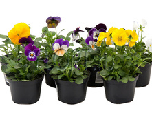 ������� ������ 9�17. 54,6 ���.jpg