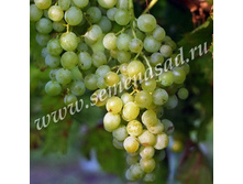 �������� �������� ������.jpg