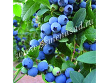 �������� ������������ ������� (V2�) (������).jpg