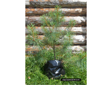 ���� ��������� (���������������).jpg