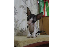 945766 1692499624369385 6513107427110534813 n.jpg