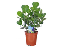 ������ ����� �������� 17�50. 690,87 ���.jpg