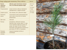 ���� ��������� ���������, Pinus sibirica 10-15�� 2 ���� 1000���, 15-20�� 2���� 1800���, 30-40�� 3-4 ���� 3500���.jpg
