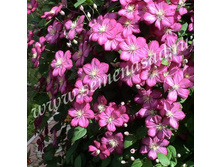 �������� ��������������� (�����) ���� �� ����.jpg