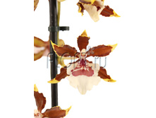 ��������� ������� ����������� 1���. 12�60. 592,79 ���.jpg