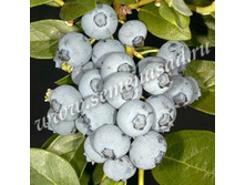 �������� ������������ ��� (V2�) (������).jpg