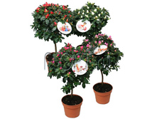 ������ �� ������ 19�55. 798 ���.jpg