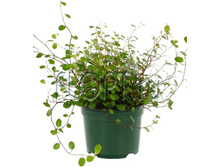 ���������� ��������� ����� 11�20. 194,45 ���.jpg