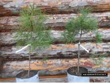 ���� ��������� (���������������)60-70.jpg