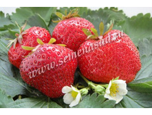 ��������� ������ ( 5��) (���������� ������) (�������������, ��� 100-150��, �������������).jpg