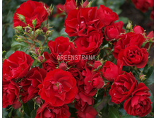 ���� �������������� ��� ����� (V3,5�) (�������).jpg