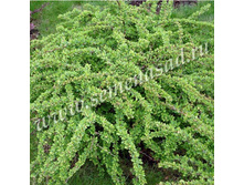 �������� �������� ���� ������.jpg