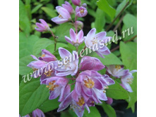 ������ ��������� �������� �����.jpg