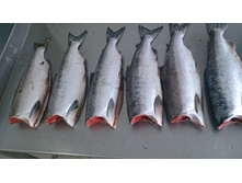 ����� ��������