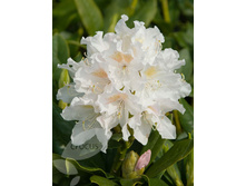 ����������� ��������� ��������� ���� 310,0