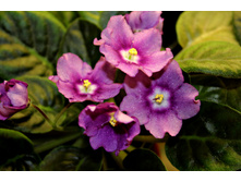 ������ Ness Jesse.jpg