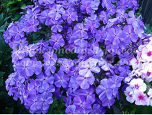 ����� �������-170�.jpg