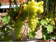 �������� �������� ������� ������ (V2-3�) (��. ����, ����-�������, ��������, �����.).jpg