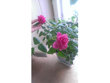 ����. ���� �������...IMAG0239.jpg