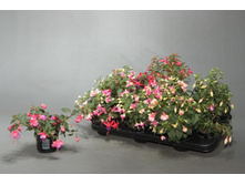 ������ ���� 10�25. 139,65 ���.jpg