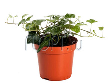 ������ ���� 8�10. 79,8 ���.jpg