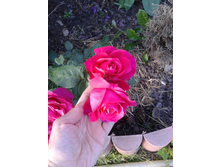 2015-08-15 17.04.03.jpg