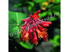 ��������� ������ ������� �������.jpg